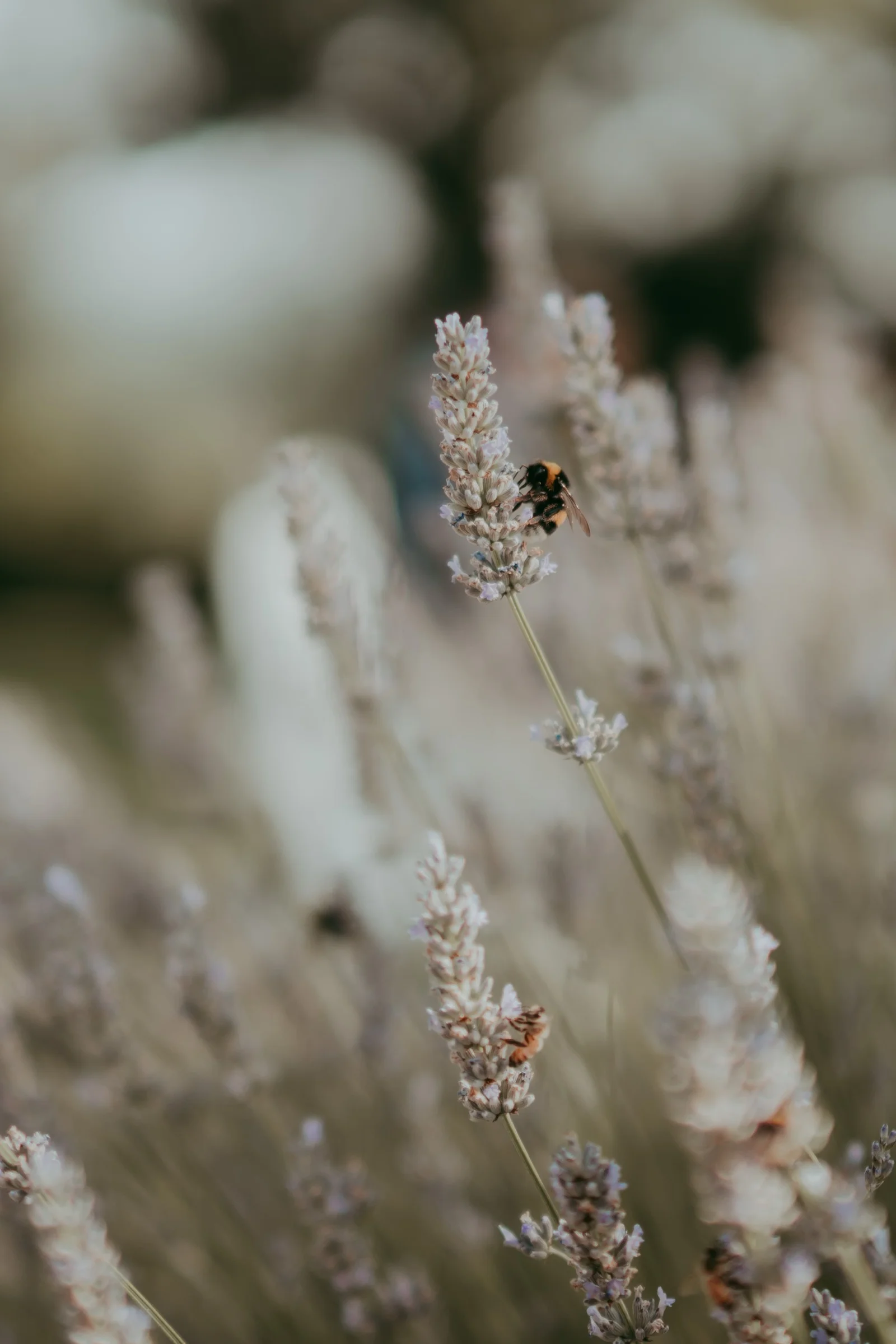 Nina e Thomas — foto 57